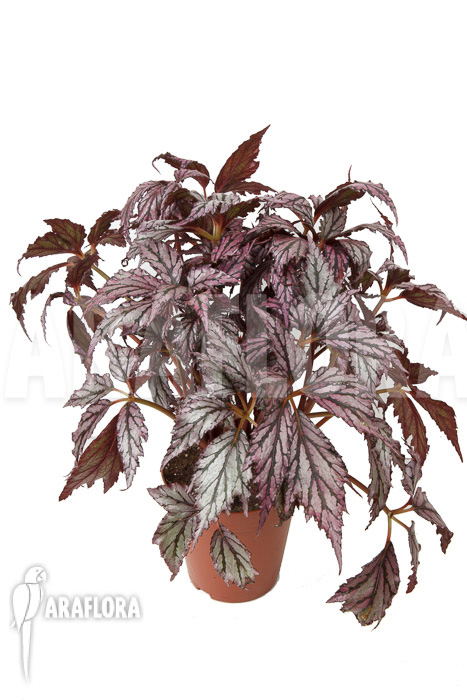 Begonia ‘Supernova’