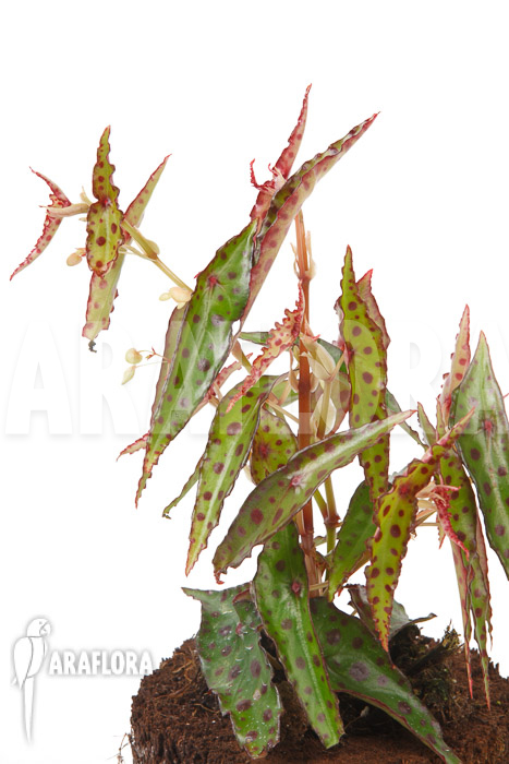 Begonia amphioxus &lsquo;Butterfly&rsquo; &lsquo;L&rsquo;