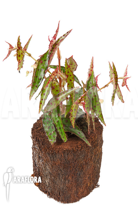 Begonia amphioxus &lsquo;Butterfly&rsquo; &lsquo;L&rsquo;