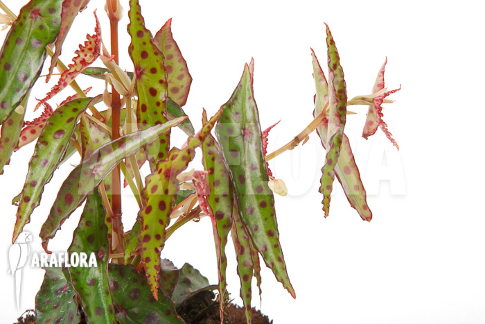 Begonia amphioxus &lsquo;Butterfly&rsquo; &lsquo;L&rsquo;
