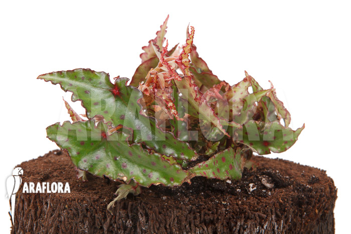 Begonia amphioxus &lsquo;Starter&rsquo;