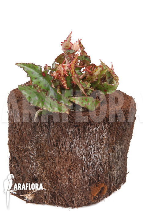 Begonia amphioxus &lsquo;Starter&rsquo;