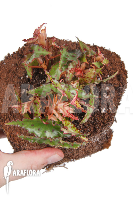 Begonia amphioxus &lsquo;Starter&rsquo;