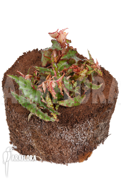 Begonia amphioxus &lsquo;Starter&rsquo;
