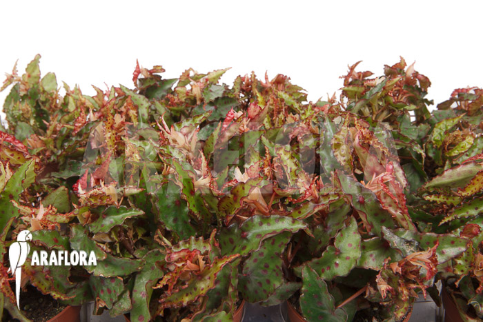 Begonia amphioxus &lsquo;Starter&rsquo;