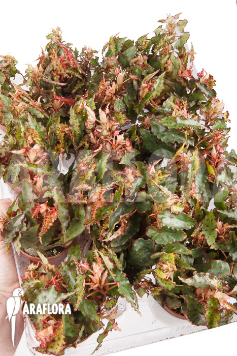 Begonia amphioxus &lsquo;Starter&rsquo;