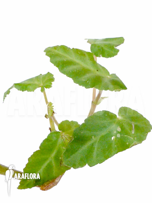 Begonia angularis