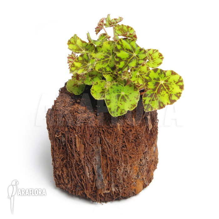 Begonia bowerae ‘Tiger’