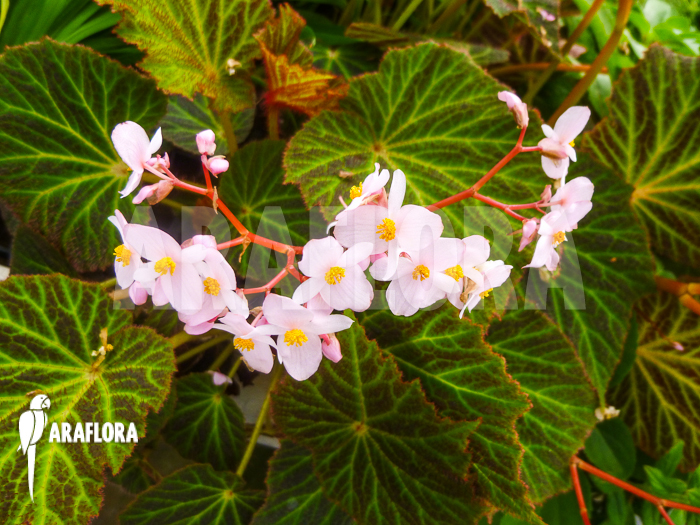Begonia chloroneura