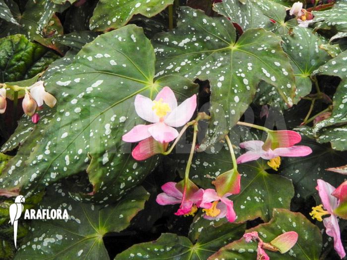 Begonia deliciosa