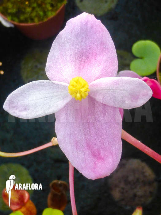 Begonia deliciosa flower