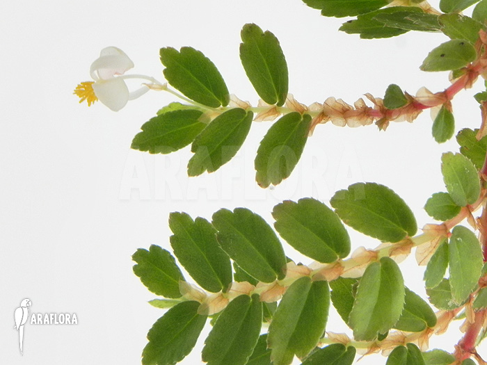 Begonia foliosa var. miniata