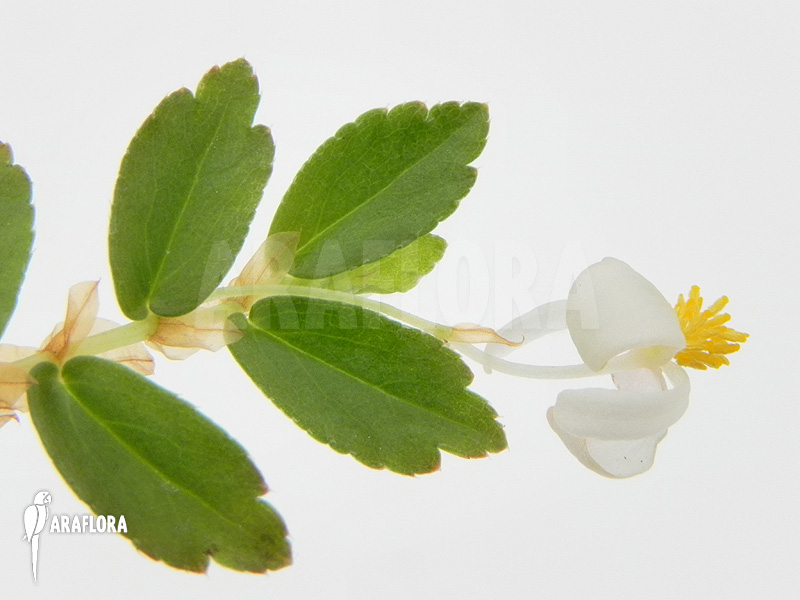 Begonia foliosa var. miniata