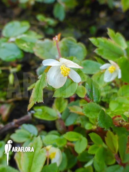 Begonia foliosa var. miniata