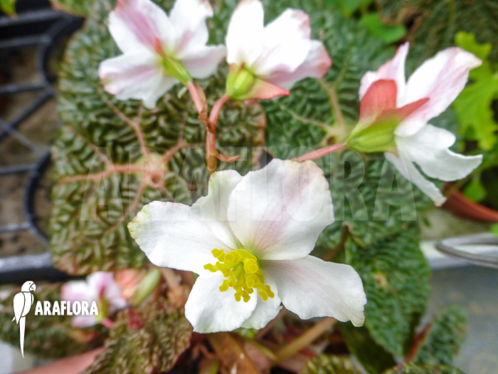 Begonia gehrtii