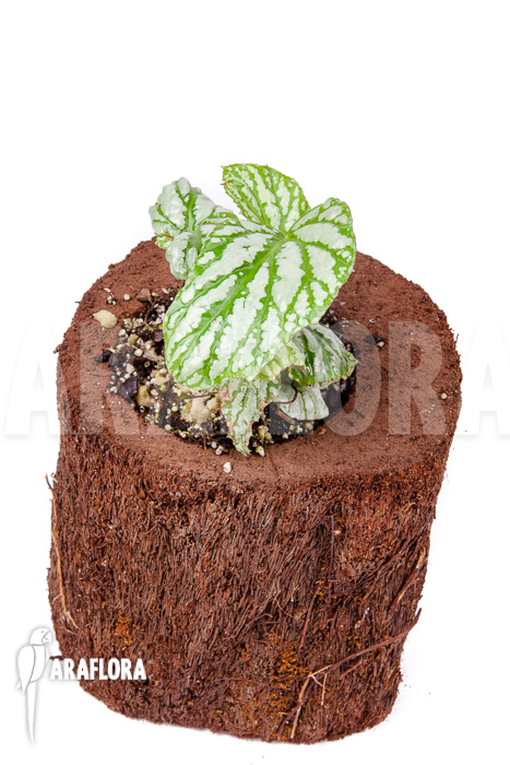 Begonia hatacoa “Starter”