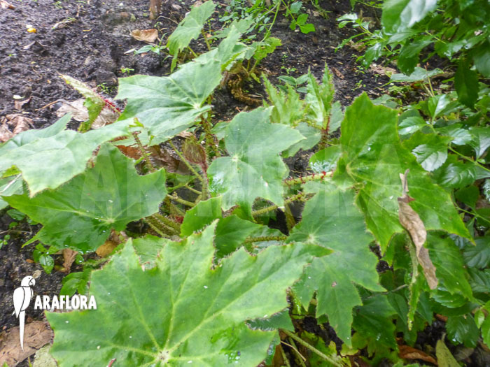 Begonia heracleifolia