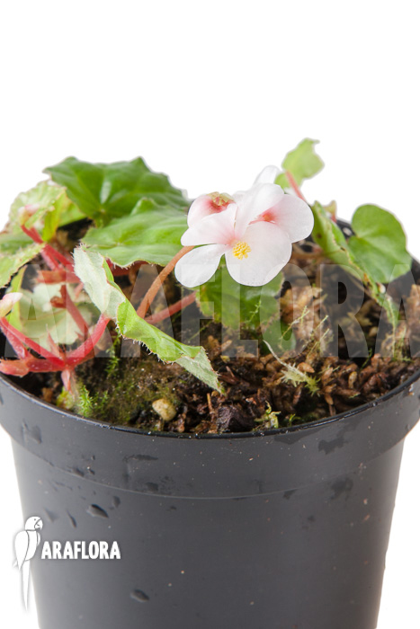 Begonia ionophylla