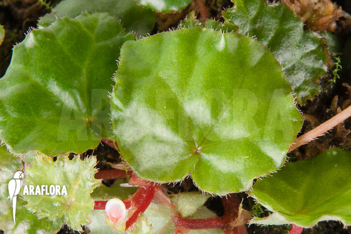 Begonia ionophylla