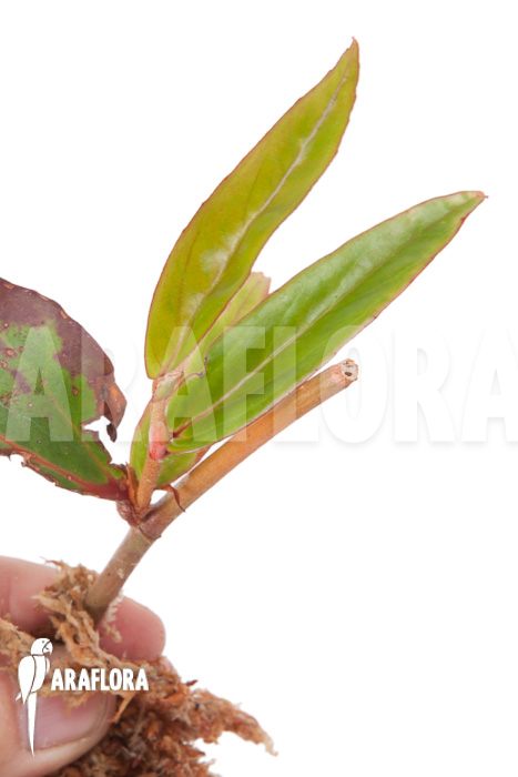Begonia komoensis rooted cutting