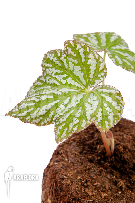 Begonia malipoensis Starter