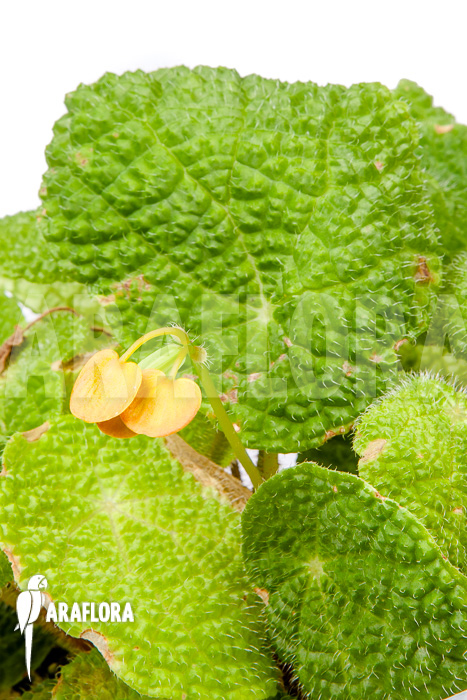 Begonia microsperma