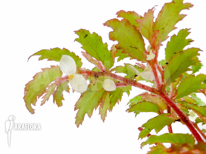 Begonia minutifolia