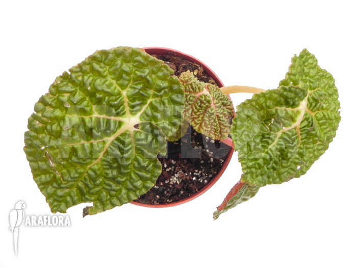 Begonia moysesii