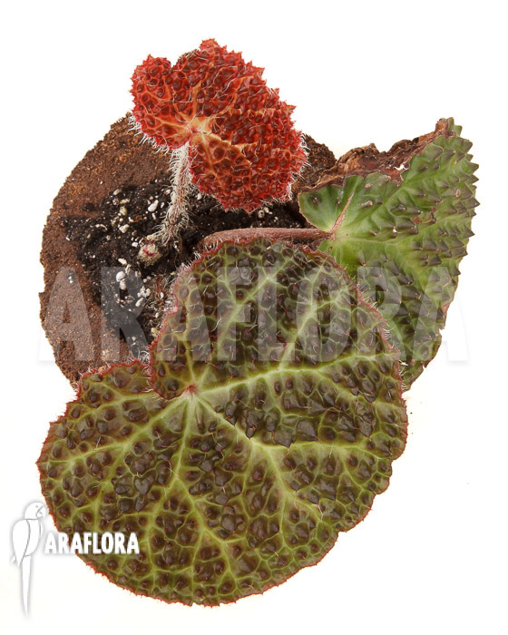 Begonia nahangensis