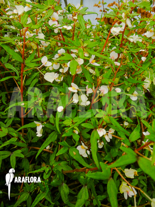 Begonia partita &lsquo;S&rsquo;