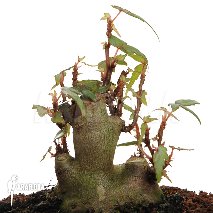 Begonia partita &lsquo;S&rsquo;