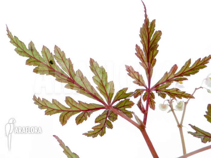 Begonia polilloensis