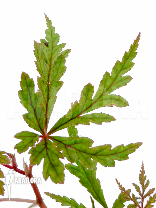 Begonia polilloensis