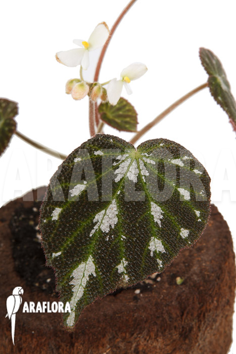 Begonia pustulata