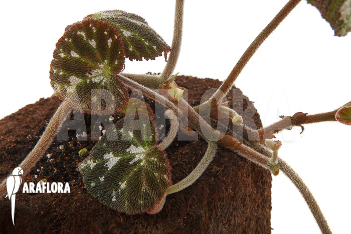 Begonia pustulata