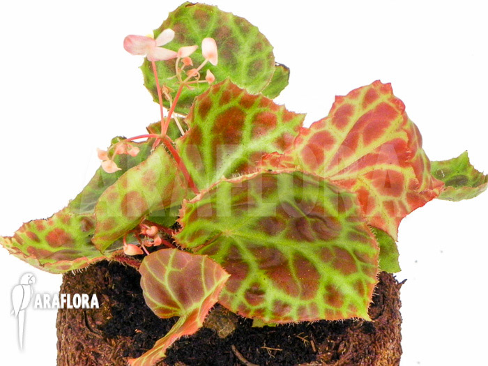 Begonia rajah ‘M’