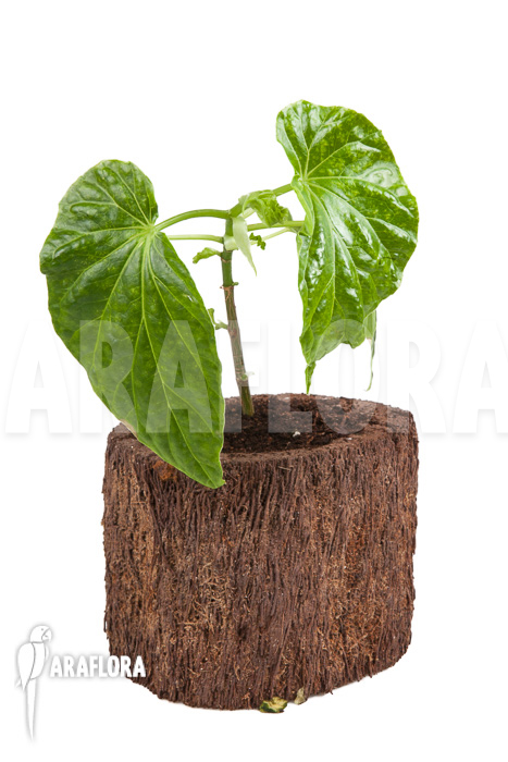 Begonia salaziensis ‘Starter’