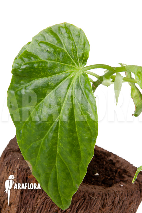 Begonia salaziensis ‘Starter’