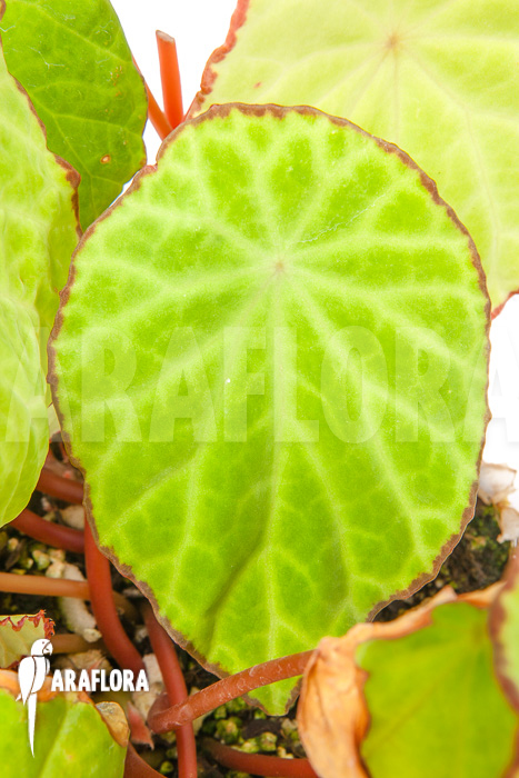 Begonia scapigera