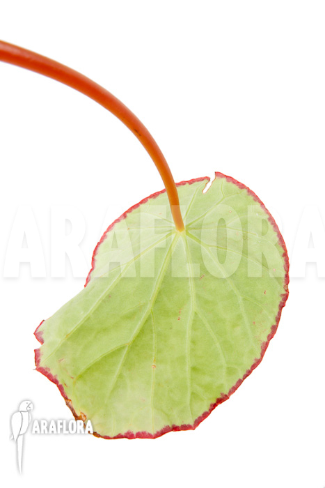 Begonia scapigera rooted cutting