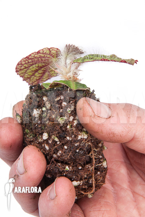 Begonia sizemoreae “Starter”