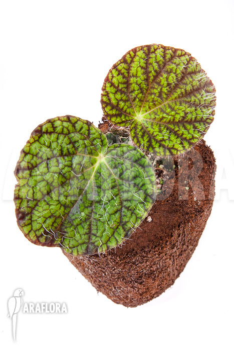 Begonia sizemoreae “Starter”