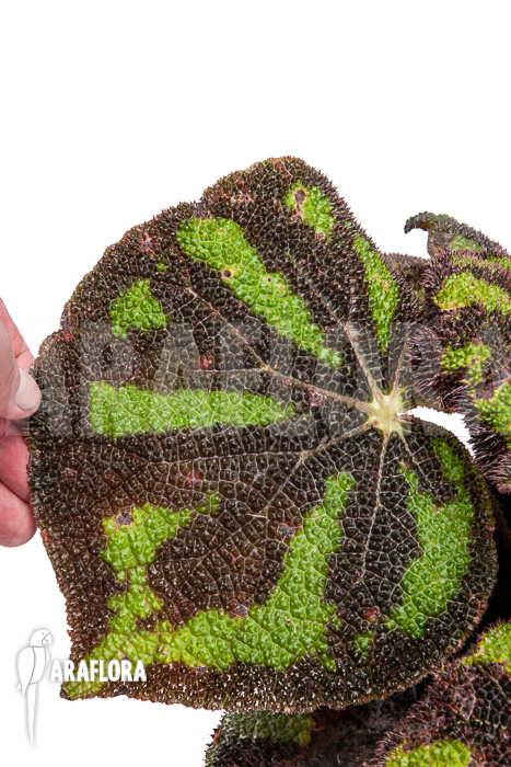 Begonia sp Vietnam 9