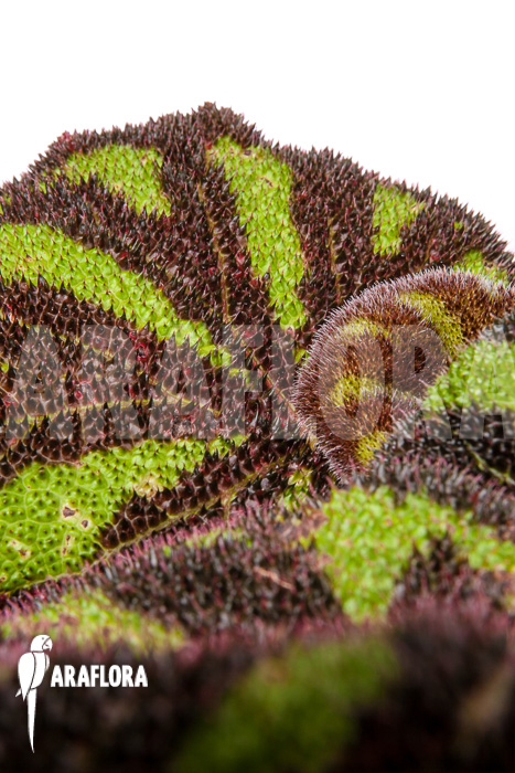 Begonia sp Vietnam 9