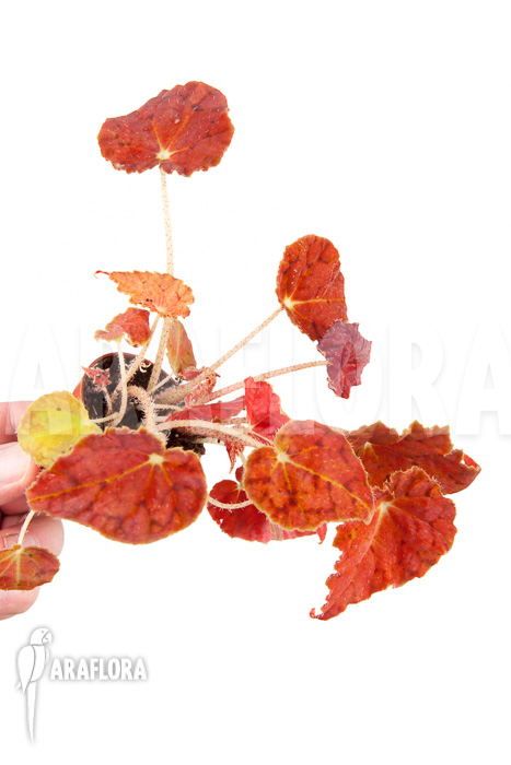 Begonia x Autumn Ember “Starter”