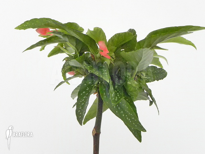 Begonia x Tamaya small purple