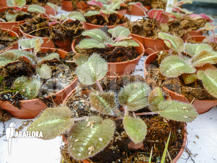 Bertolonia marmorata