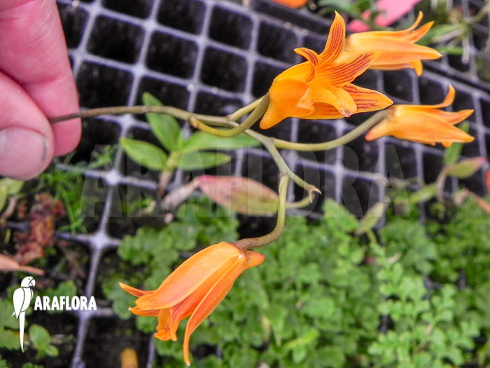 Bifrenaria aureo-fulva