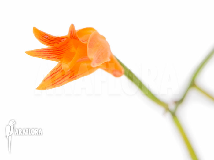 Bifrenaria aureo-fulva