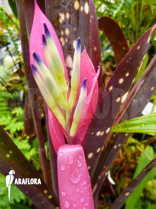 Billbergia amoena flower